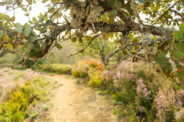 El oro de Las Médulas lo pudimos recoger en el cielo de estas fotografías. Hoy El Bierzo arde y este es nuestro mejor homenaje. #leonesp