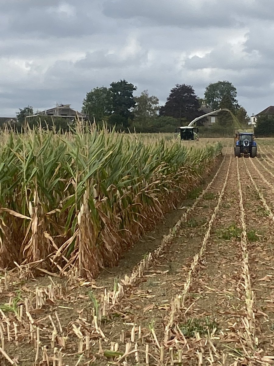 Cereal Harvest finished .. maize harvest started !!! Can’t remember cutting maize on 21st August ??? Wettest grounds on the farms and not a mark !! Defo get the wheat in behind this lot …🤞🤞🤞🤞
