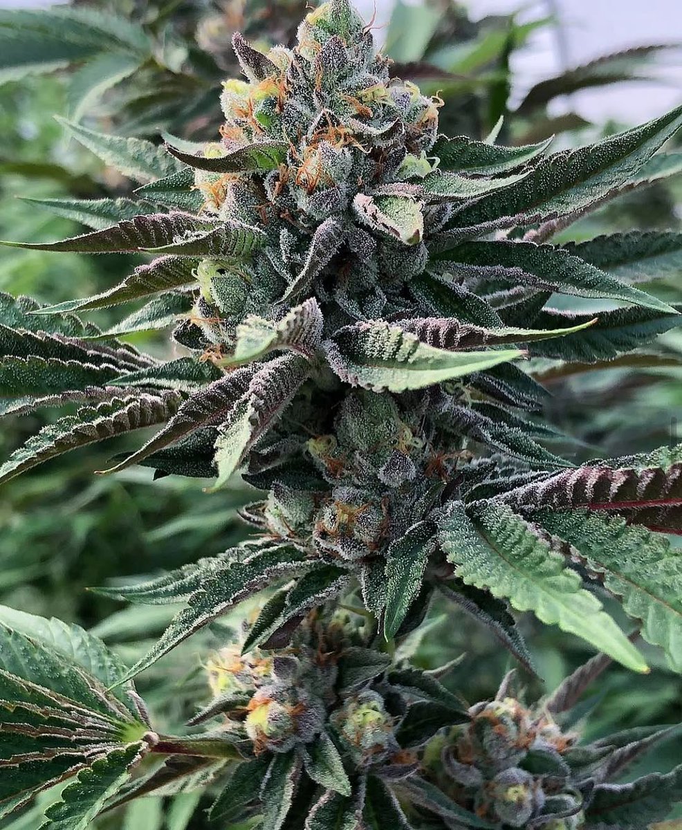 High_terps's tweet photo. We get so caught up with everyday life sometimes that we forget to stop and smell the flowers . Life is short as fuck , so before this ride is over ,make sure you enjoy what little time you have left and appreciate 
Potato link has been updated 
https://t.co/0gG0VxXUfQ https://t.co/866u2eGCJ3