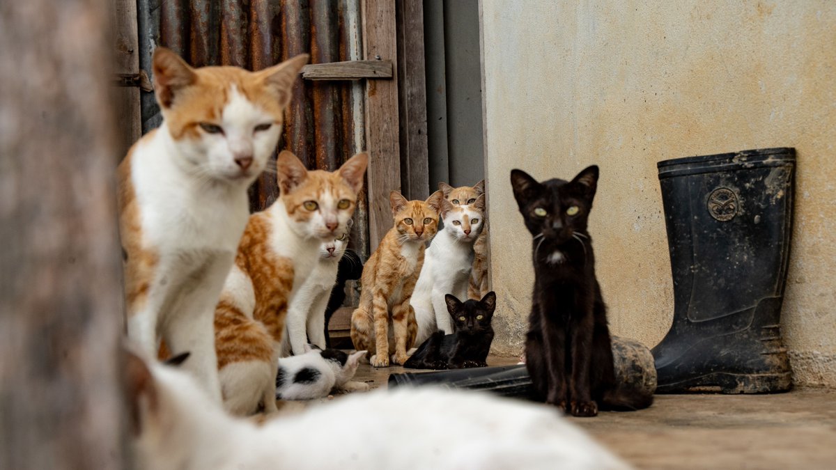 Battersea (@battersea_) on Twitter photo At Battersea, we’re committed to helping dogs and cats wherever they are in the world. 🌏💙 We’re proud to support <a href="/SoiDogPhuket/">Soi Dog Foundation</a>'s new CNVR programme, which will reach 35,000 cats in Thailand with neutering, vaccines and care, improving lives for animals and communities alike. 🐾 At Battersea, we’re committed to helping dogs and cats wherever they are in the world. 🌏💙 We’re proud to support <a href="/SoiDogPhuket/">Soi Dog Foundation</a>'s new CNVR programme, which will reach 35,000 cats in Thailand with neutering, vaccines and care, improving lives for animals and communities alike. 🐾