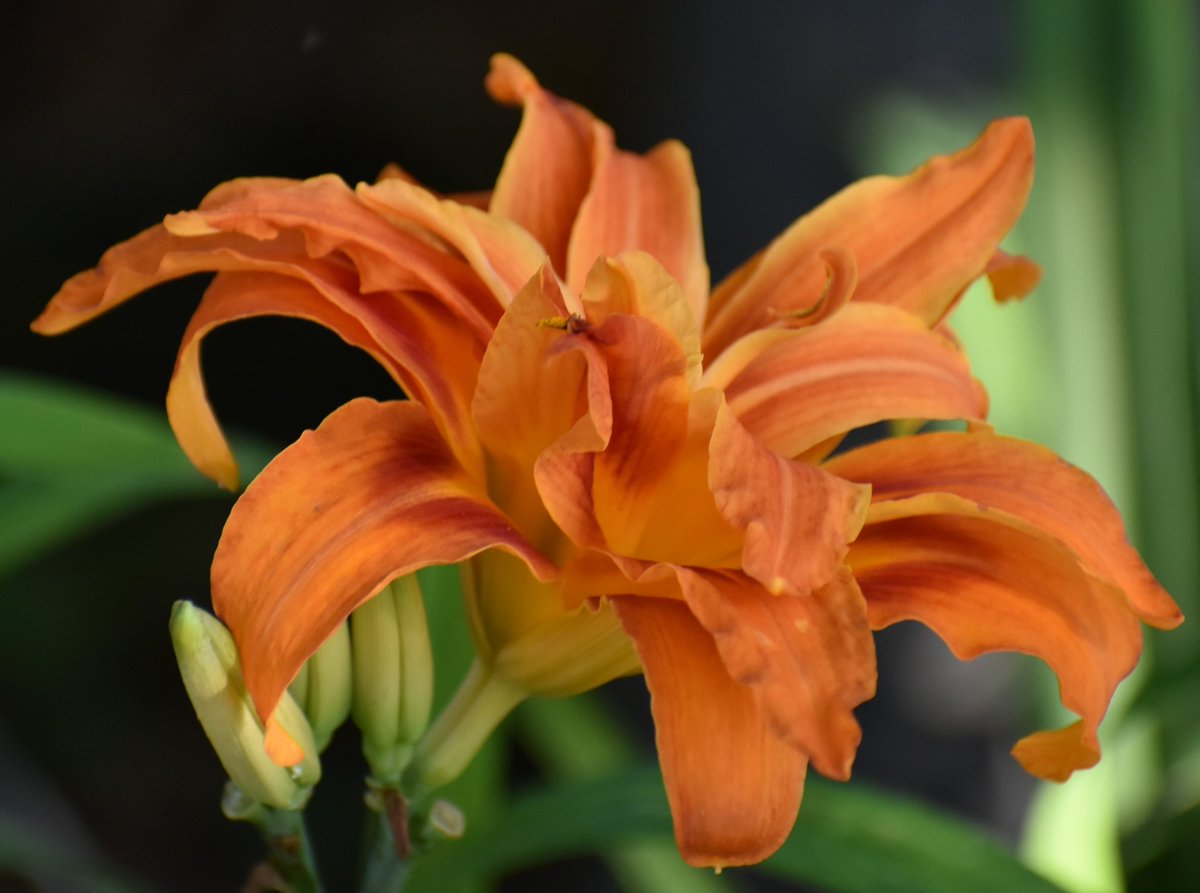 Happy Thursday☕️☕️... 
#mygarden #FlowersOnX #GardeningX