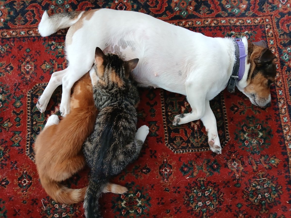 Zijn er nog steeds veganisten die iets vinden van moedermelk drinken van een andere diersoort?