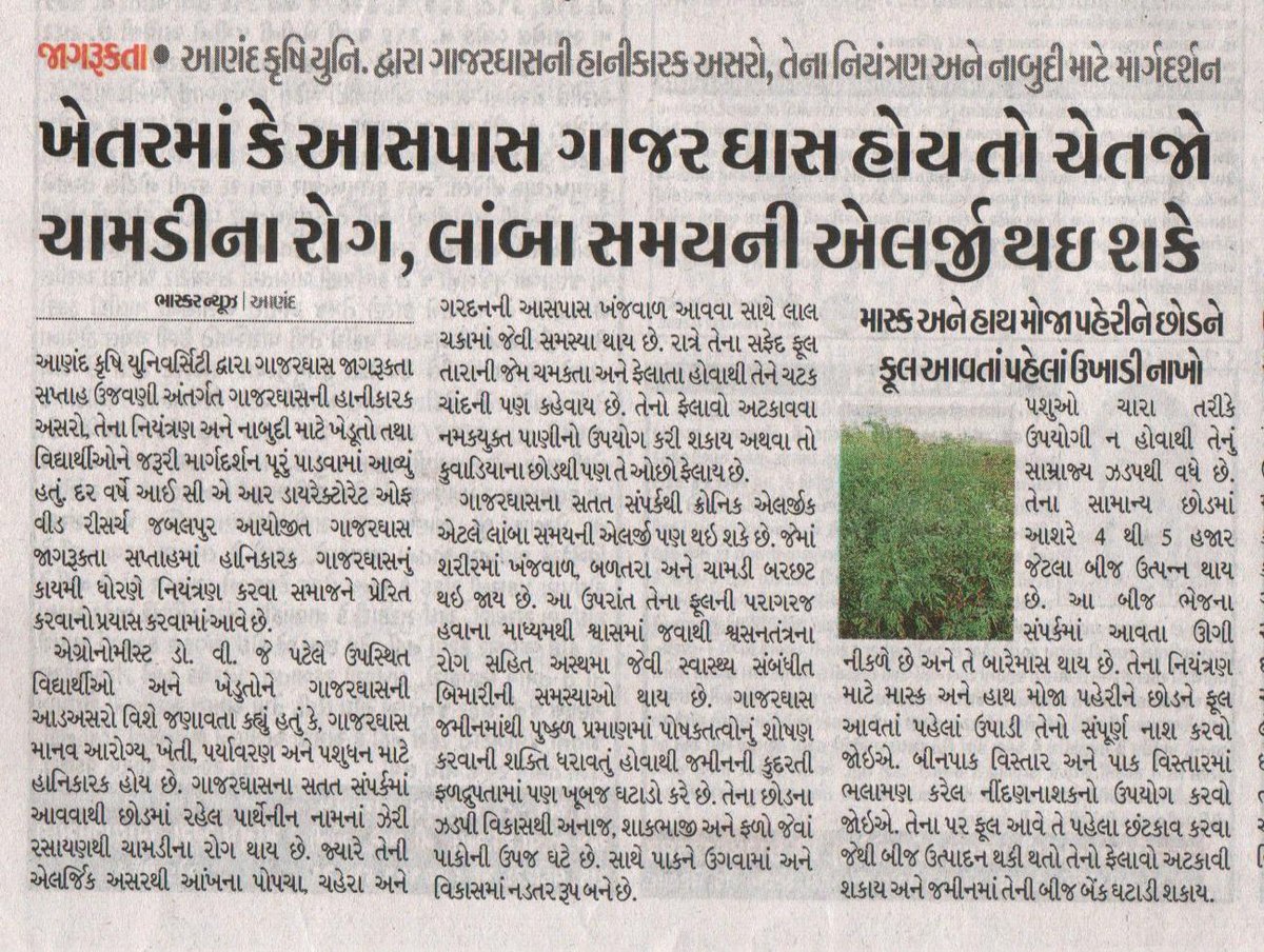 Anand Agricultural University (@anandagriuni) on Twitter photo #AAUAnand
<a href="/PMOIndia/">PMO India</a>
@governorofguj
<a href="/CMOGuj/">CMO Gujarat</a>
<a href="/RaghavjiPatel/">Raghavji Patel</a>
@GujAgridept
<a href="/icarindia/">Indian Council of Agricultural Research.</a>
<a href="/InfoGujarat/">Gujarat Information</a> 
ખેતરમાં કે આસપાસ ગાજર ઘાસ હોય તો ચેતજો ચામડીના રોગ, લાંબા સમયની એલર્જી થઇ શકે #AAUAnand
<a href="/PMOIndia/">PMO India</a>
@governorofguj
<a href="/CMOGuj/">CMO Gujarat</a>
<a href="/RaghavjiPatel/">Raghavji Patel</a>
@GujAgridept
<a href="/icarindia/">Indian Council of Agricultural Research.</a>
<a href="/InfoGujarat/">Gujarat Information</a> 
ખેતરમાં કે આસપાસ ગાજર ઘાસ હોય તો ચેતજો ચામડીના રોગ, લાંબા સમયની એલર્જી થઇ શકે