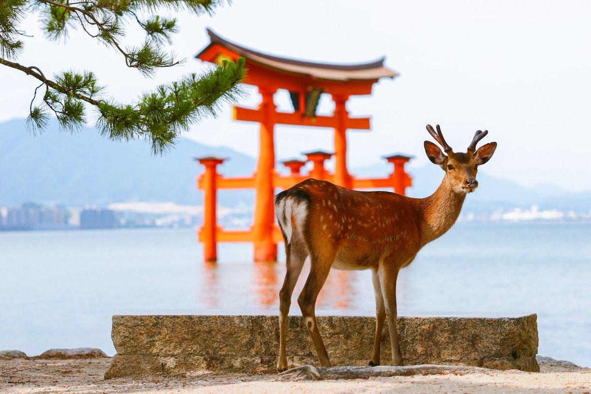Miyajima is one of Japan’s most iconic destinations ⛩️ 

Just off the coast of #Hiroshima, the island is famous for its floating torii gate at Itsukushima Shrine, a UNESCO World Heritage Site.

➡️ For more information: en.japantravel.com/hiroshima/miya…