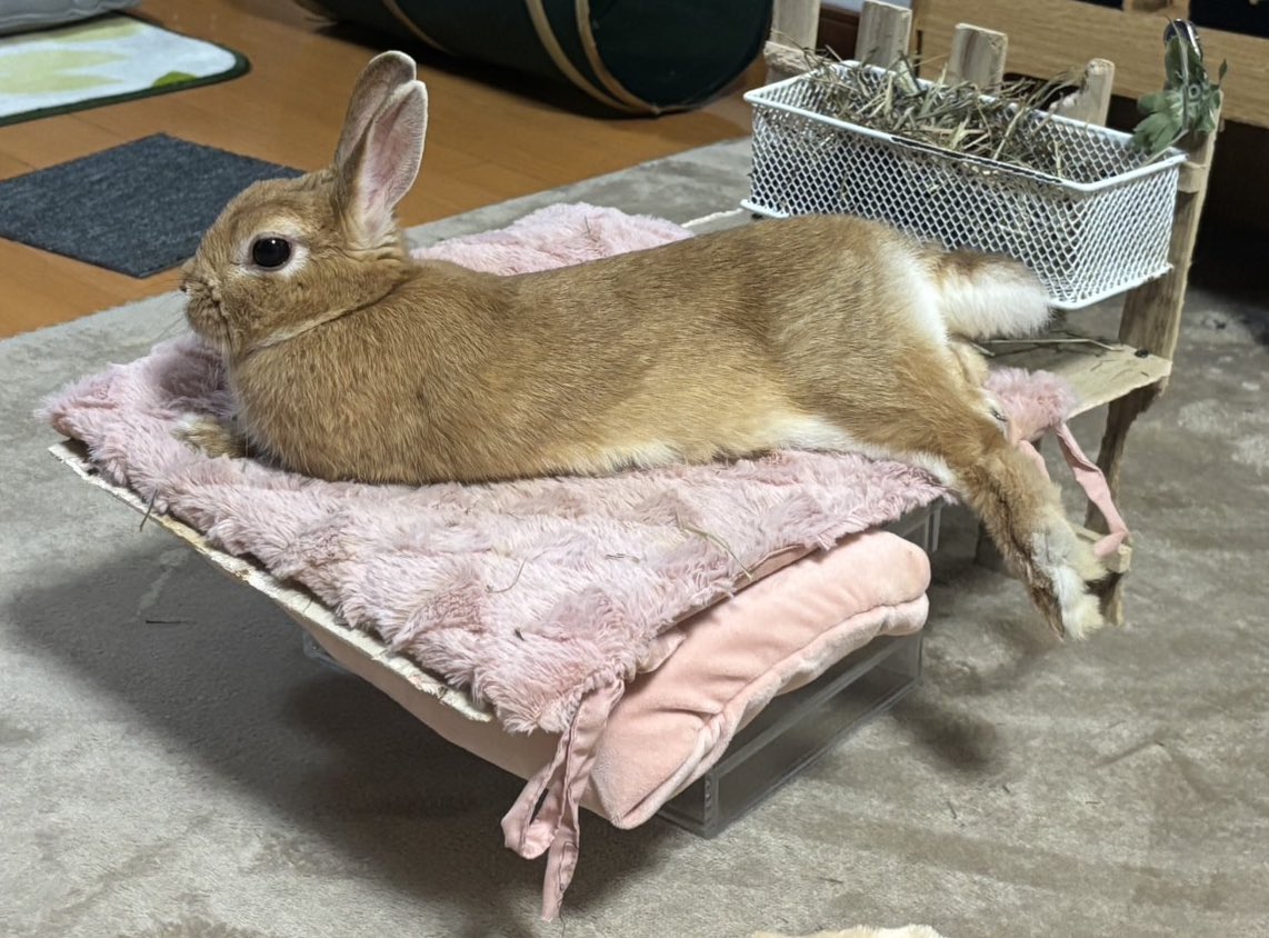 uuchaimoru's tweet photo. うちの🐰のセクシーな寝方を見て

 #娘の手作りベッド #ウサギ #うさぎのいる生活  #sexyうー https://t.co/Jug1McLWMg