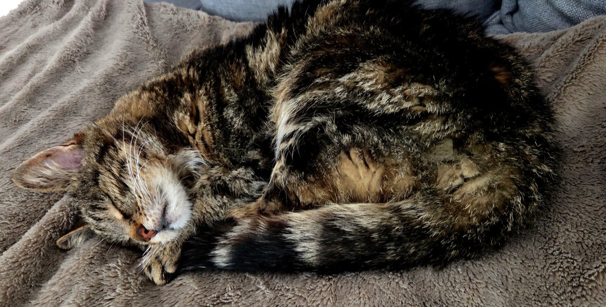 Nous pensions que tu t'étais assoupi mais tu es parti sans bruit pour rejoindre l'éternité...adieu mon PapiChat et merci pour ces magnifiques 20 années passées à tes côtés 💚💫