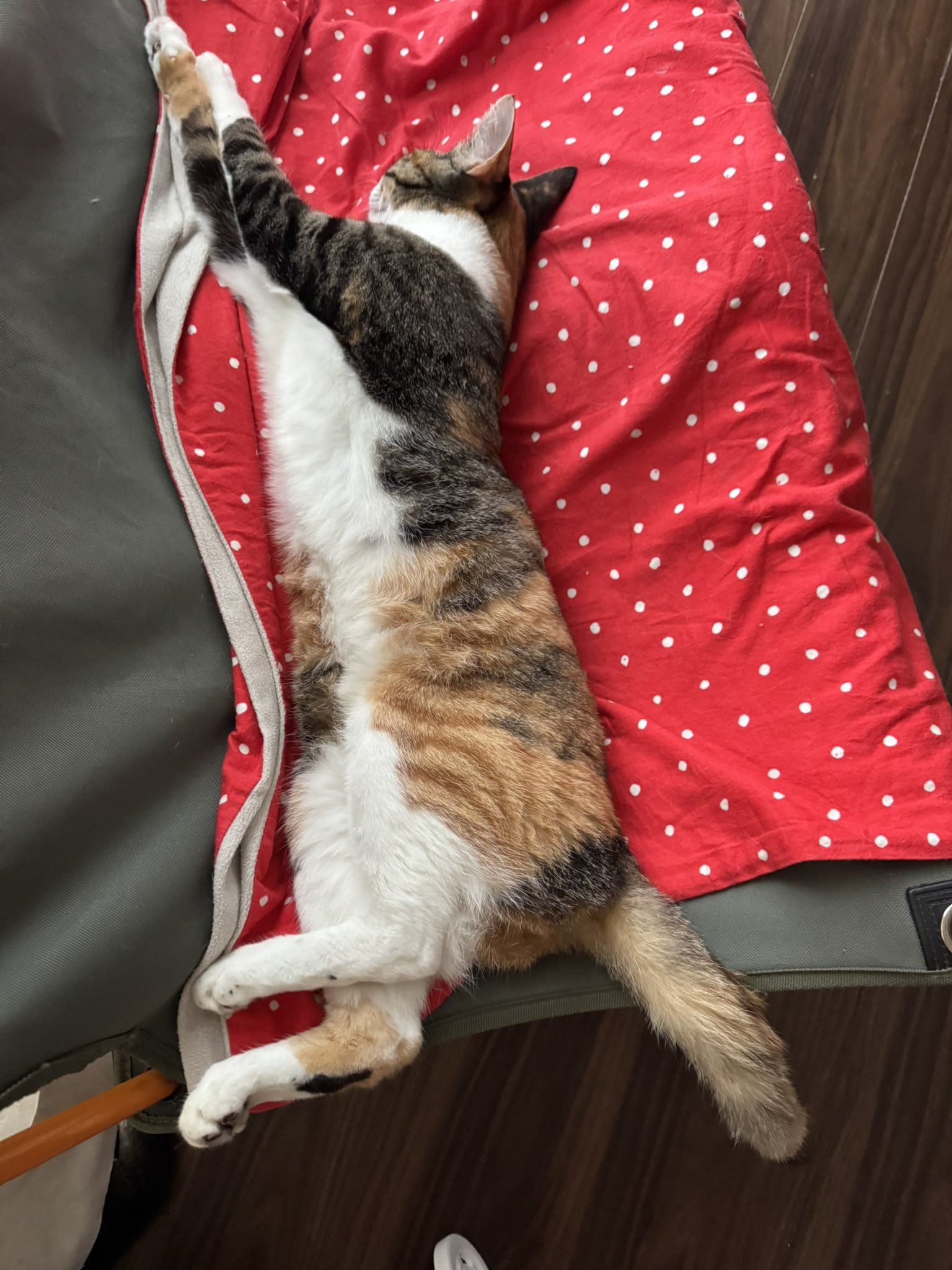 ★cat★保護猫活動支援様 M3334★ 注染浴衣 ★ 裄長ゆったり　吉原繋ぎ ☆cat☆保護猫活動支援様 M3334☆ 注染浴衣 ☆ 裄長