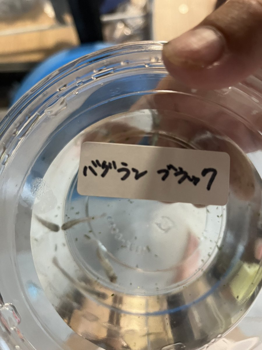 ムササビ (@musasabifx) / X