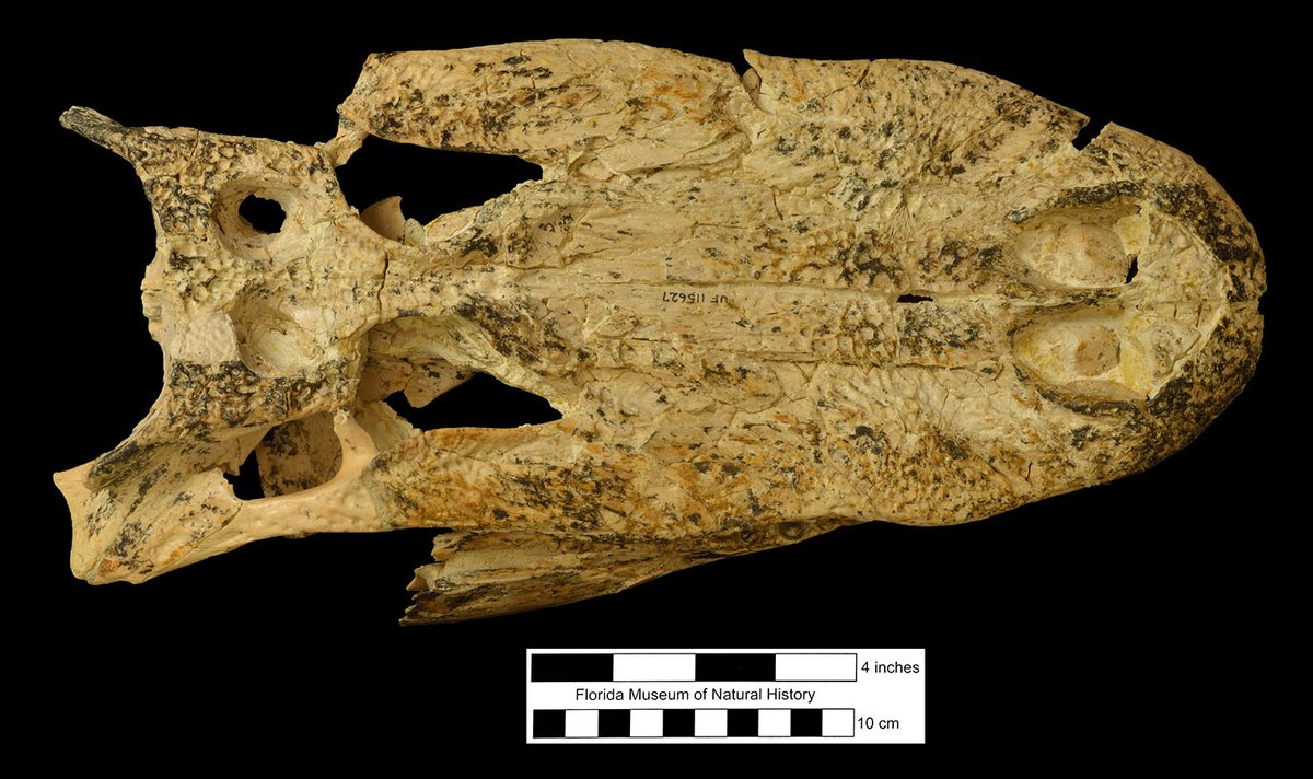 Museum Collections 🐊 #FloridaGators
American alligator fossils are found throughout much of Florida &amp; the species has has lived for millions of years with little morphological change.
floridamuseum.ufl.edu/florida-verteb…

Featured
Species: Alligator mississippiensis
Specimen: # UF 115627