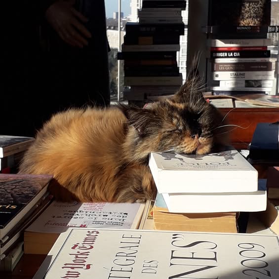 Claude Moniquet tweet media