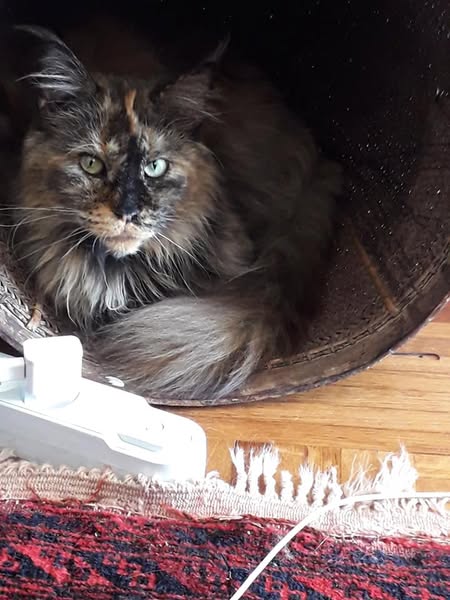 Claude Moniquet tweet media