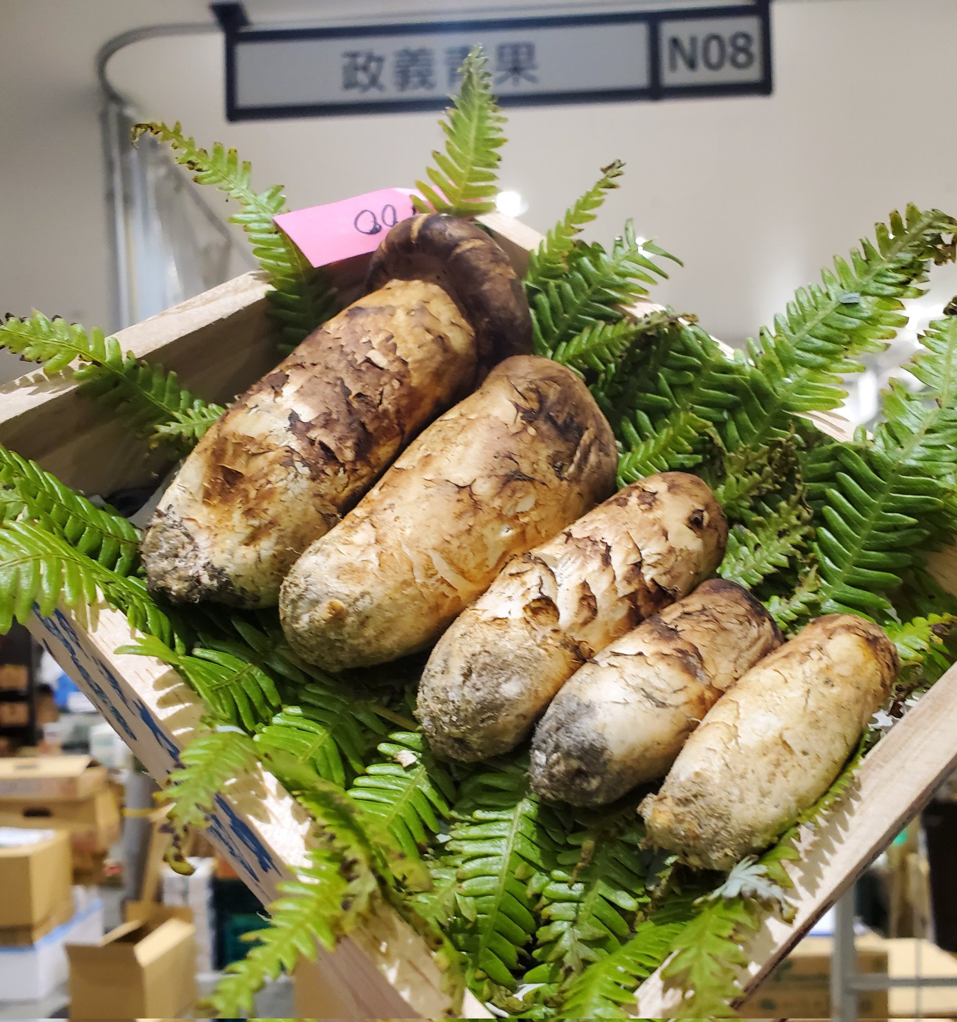 北海道 松茸 250g ⑤ 北海道 松茸 250g 訳あり③ 2025年最新