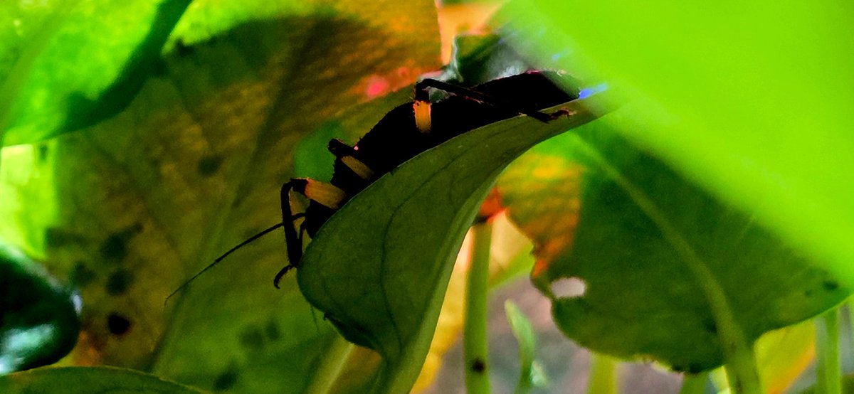 Plantasia6's tweet photo. #DYK #AssassinBugs live up to their name. Using a sharp “rostrum”, they inject saliva that liquefies their prey’s insides—then suck it out like a smoothie. Stealthy ambushers, they stalk insects like crickets &amp; cockroaches with deadly precision. https://t.co/zz4UNpGrMY
