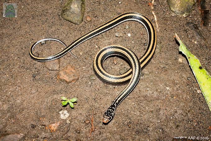 Fohishalar Reni Ukraina