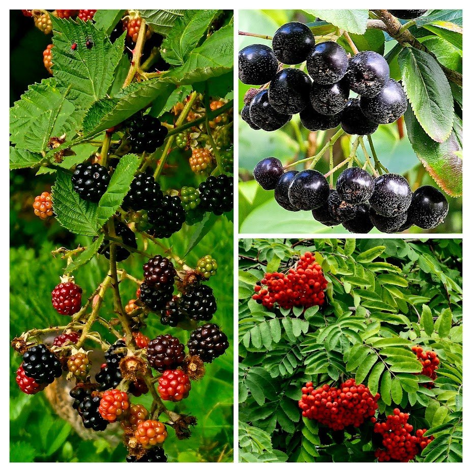 Mother #Nature is good!

Blackberries - delicious when fully ripe. 
Rowan and Aronia berries are too sour to eat as they are but make an excellent ingredient to an aromatic jelly respective jam. Packed with Vitamin C.