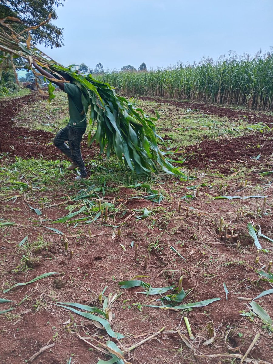 _Sinei1's tweet photo. Chelalang or Bubayi beans will do good here.
#KilimoSpace https://t.co/6PcKVaHeeI