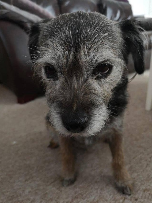 Dog Lovers tweet media