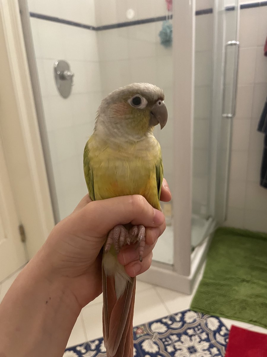 ceciliaconure's tweet photo. So sorry for trying to save you from my enemy, the Toilet Paper. Actually I hope the Toilet Paper kills you. You Mistreate me, https://t.co/4bd00BCwTs