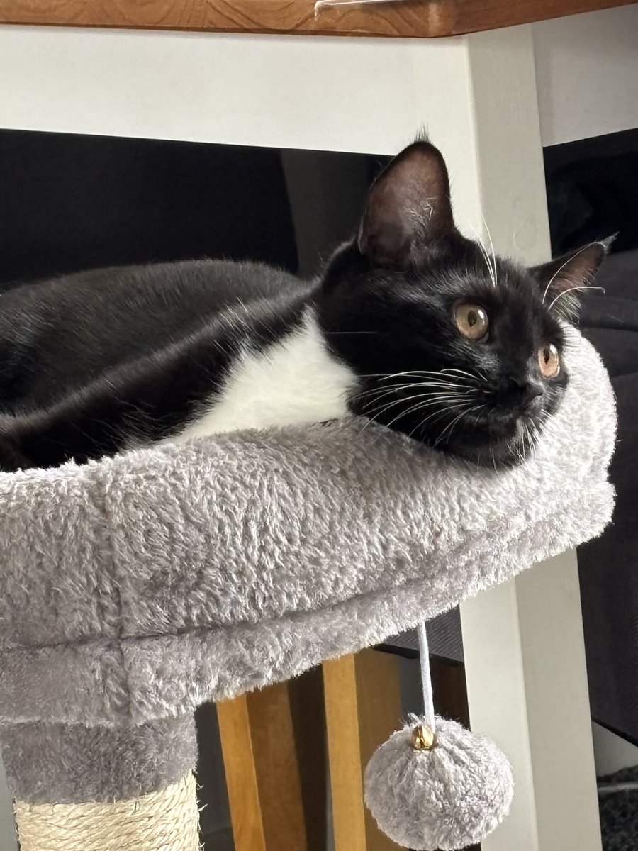 #Hedgewatch  Today I am on the naughty list. It all started at 3.15am. I knocked a plant off the kitchen windowsill, I knocked Grandads photo off the mantelpiece, I knocked a cup off the kitchen counter, I knocked the water bowl flying, I did a smelly 💩 Uncle not happy.🐾🐈‍⬛🐦‍⬛