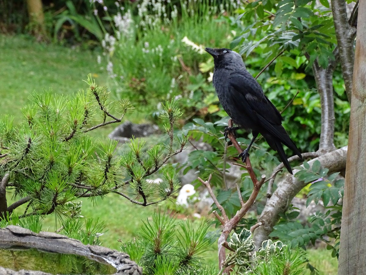<a href="/nickyperry82/">Nick</a> Lovely shot Nick, hope you’re good 😊 I’ve not taken any Corvids lately so here’s one from my old house happy #ThursJay