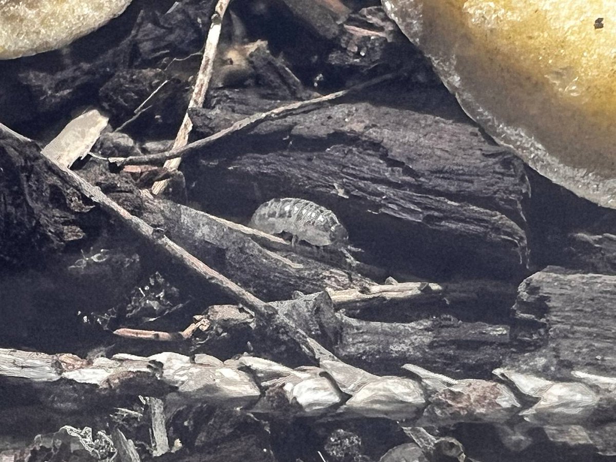 FPS_bugs's tweet photo. Soooo happy to see this smol mfer roaming around. Thought i only have p. Scaber.

Well obviously not.  LETS GO KARL! https://t.co/mNxsojo1tG