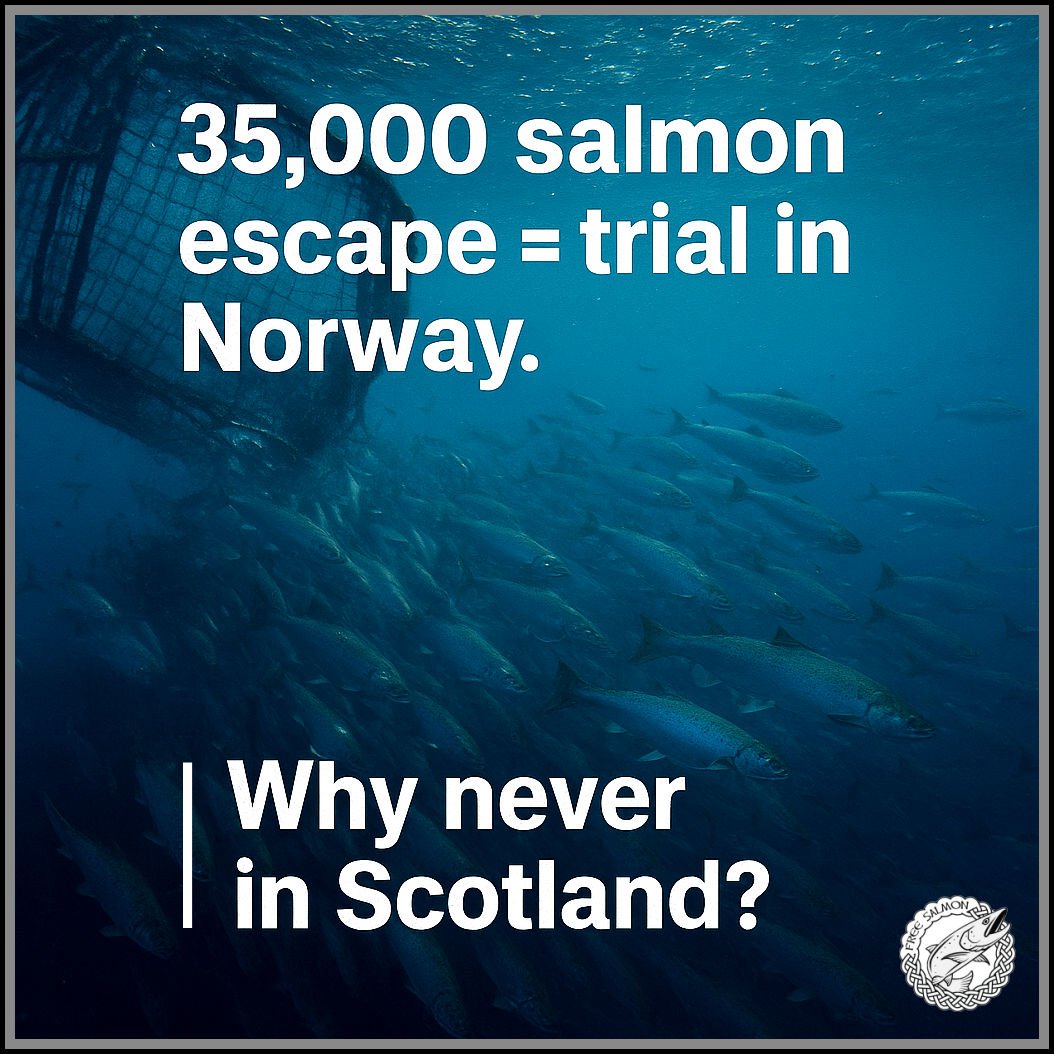 When salmon farmers break the rules in Norway they get convictions and fines. 
In Scotland however...

salmonbusiness.com/producer-faces…
