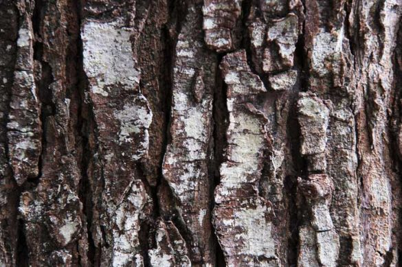 #21Ago #JuevesDeHacerMemoria

En una carretera herida de fracturas asfálticas entre Clarines (Anzoátegui) y San José de Guaribe (Guárico) florecen tecnologías forestales, musicales y bondades humanas. 

✍️Aldemaro Barrios
📸<a href="/nathan_1969/">Nathan</a>

📰lainventadera.com/2024/08/31/mad…