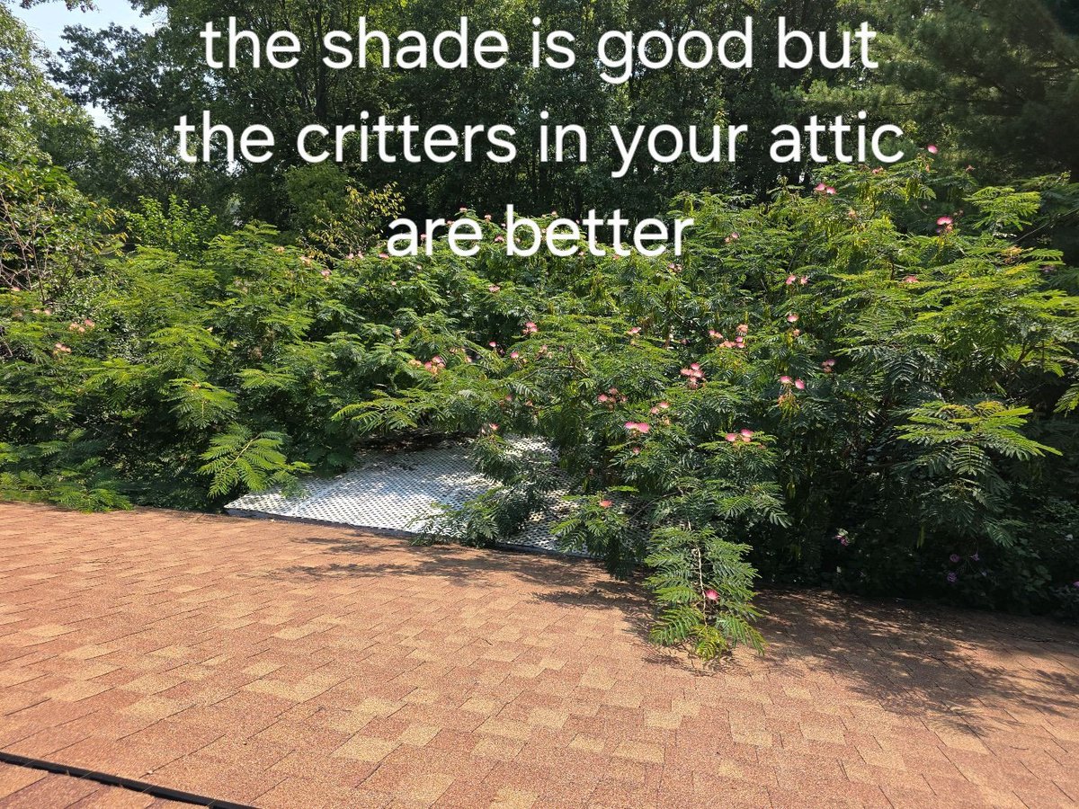goodeyehome's tweet image. Keeping your vegetation away from your home and especially tree branches cut back from your roof line is very important 

 #cincinnati   #sewerscope #cincinnatihomeinspection #cincinnatihomeinspector   #cincinnatirealtor  #cincinnatirealestate #cincinnatiohio