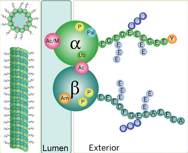 Institute of Biotechnology tweet media
