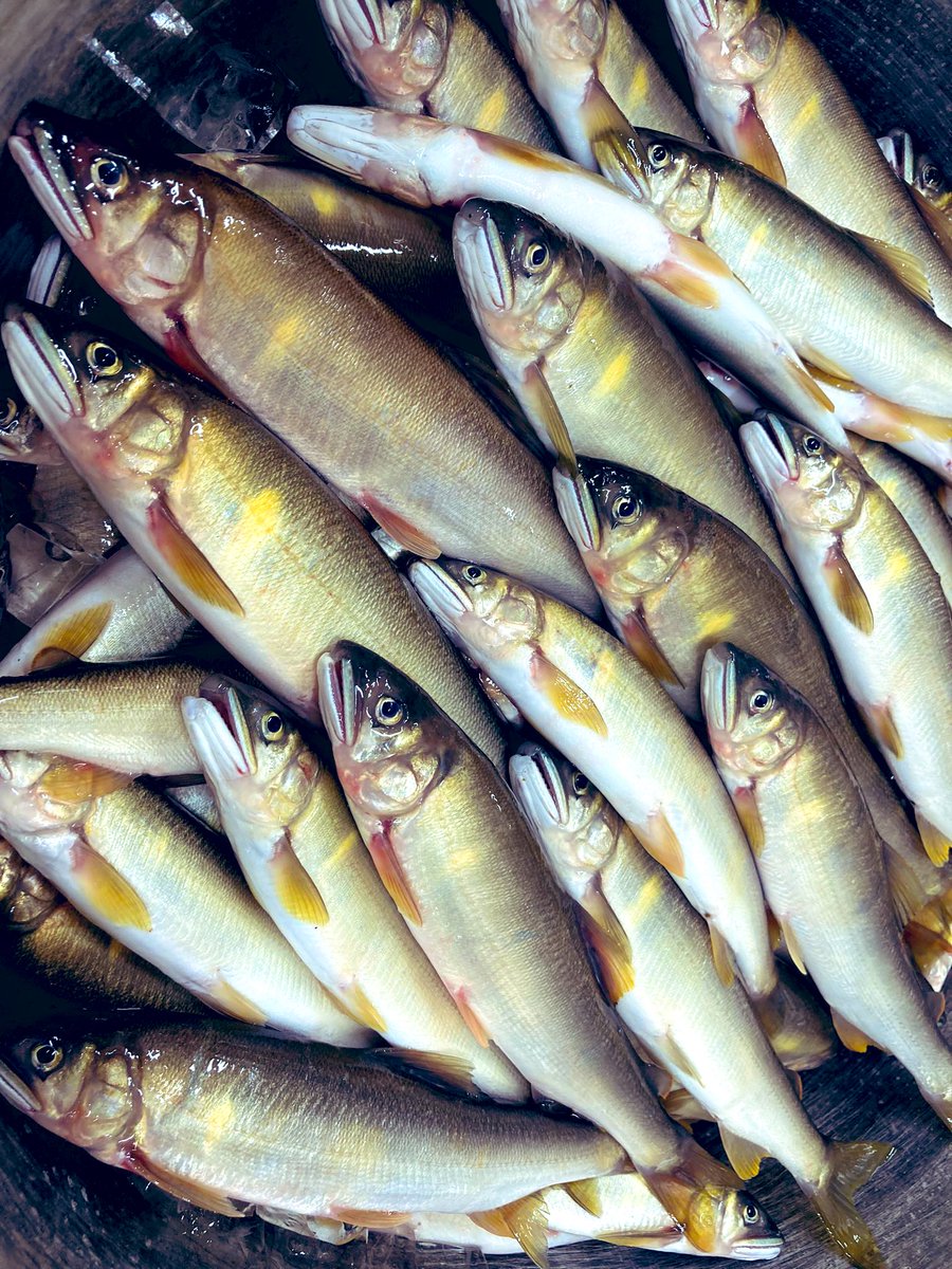 旅館を建てた曾祖父も鮎漁をしていたそうです。

当時の球磨川は、鮎の群れで川面が真っ黒に見えるほどで、川からはスイカ（鮎の香り）の香りが漂っていたといいます。

川に入れば、鮎が足にぶつかってくるほどで、貧しい暮らしのなかでも鮎だけはお腹いっぱい食べることができたといいます。