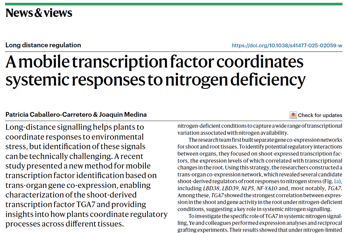 lab129_jm's tweet photo. 🌱✨ New paper in Nature Plants!

Our lab contributed to a News &amp; Views piece on a breakthrough in how plants respond to nitrogen deficiency. 💡🌿

We discuss the discovery of TGA7, a mobile transcription factor coordinating systemic stress responses. 🚀

 #PlantScience https://t.co/JWhO5BJp2u