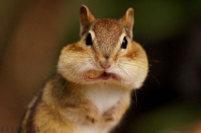 다람지파여
굳건하리라