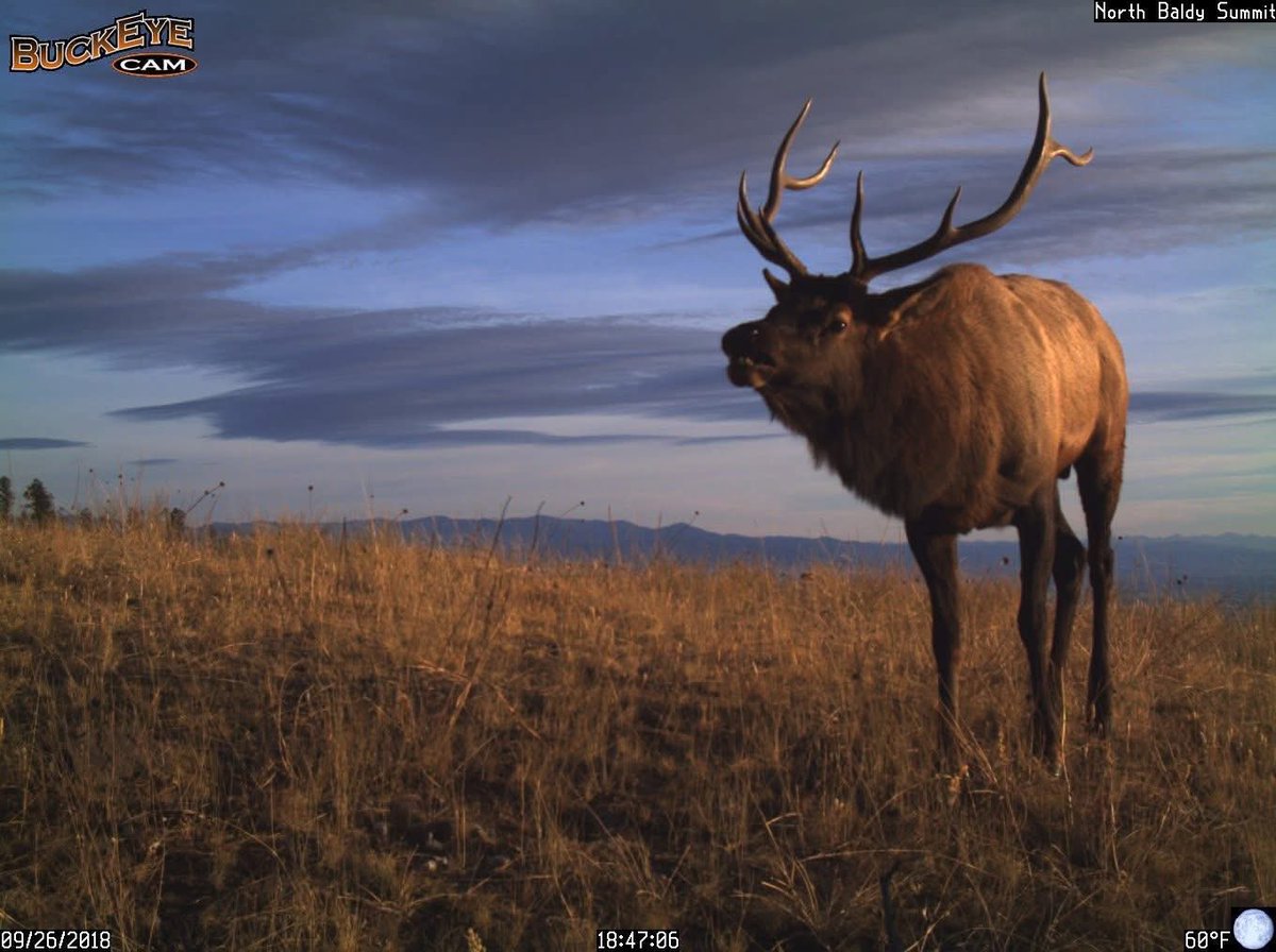 Trail_Cams's tweet image. 