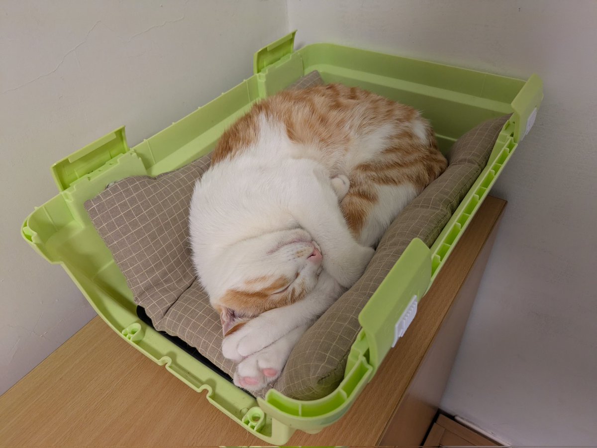 peanutfs_tw's tweet photo. Zzz https://t.co/Tsf65PG6sk