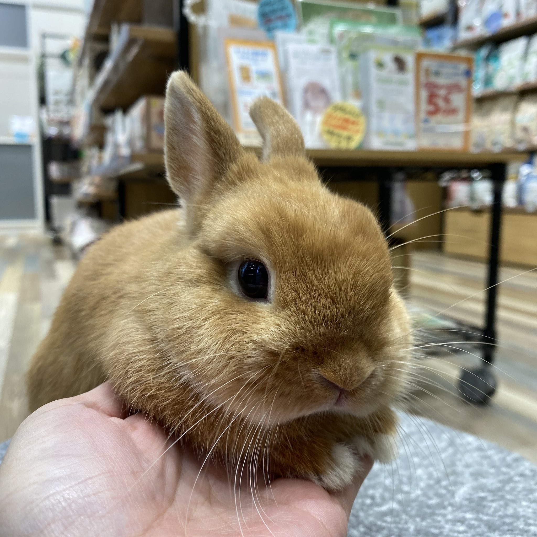 うさぎりんページ ペーパークイリングのウサギとニンジンのキットを本日より発売