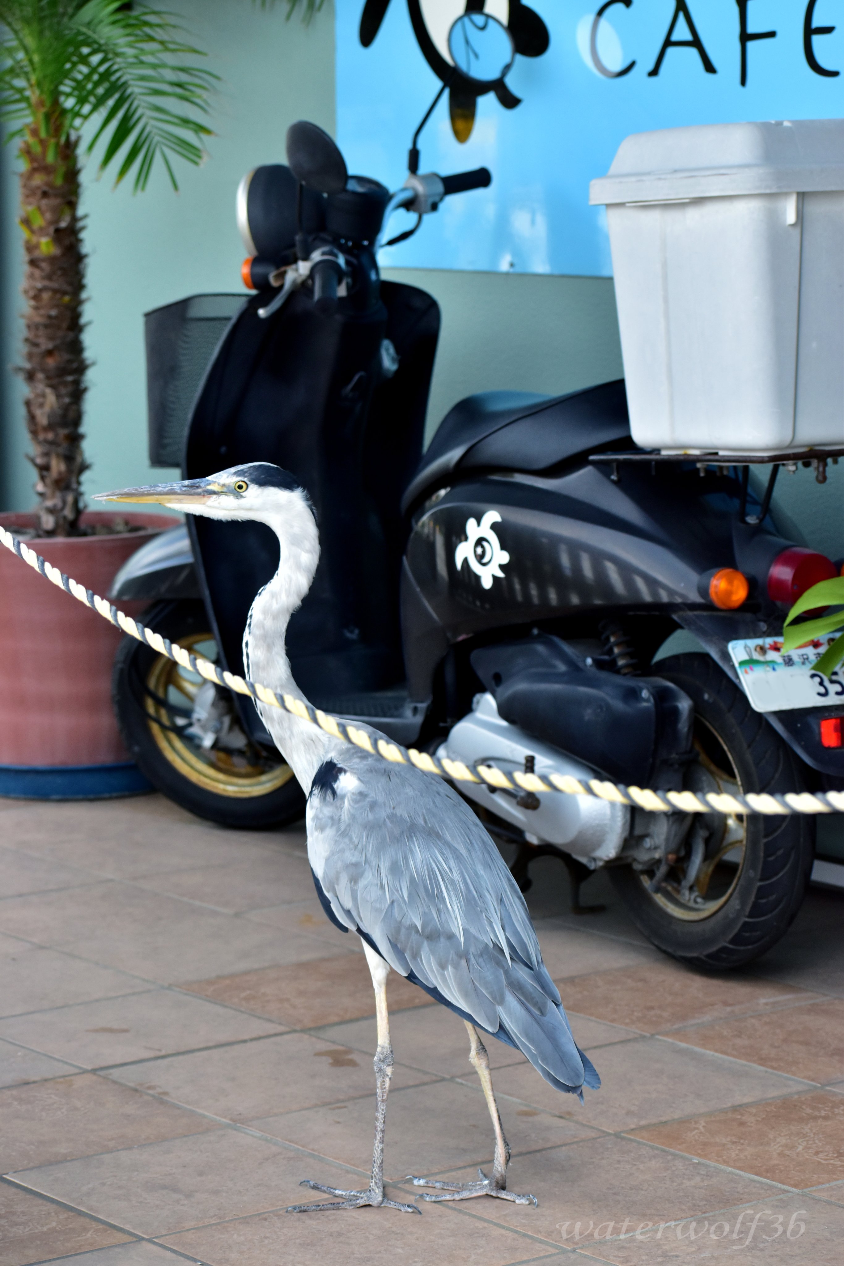 ざくろとブリキの鳥 トリックスター / Ninja ZX-4RR / ZX-4R SE(24-25) レーシング