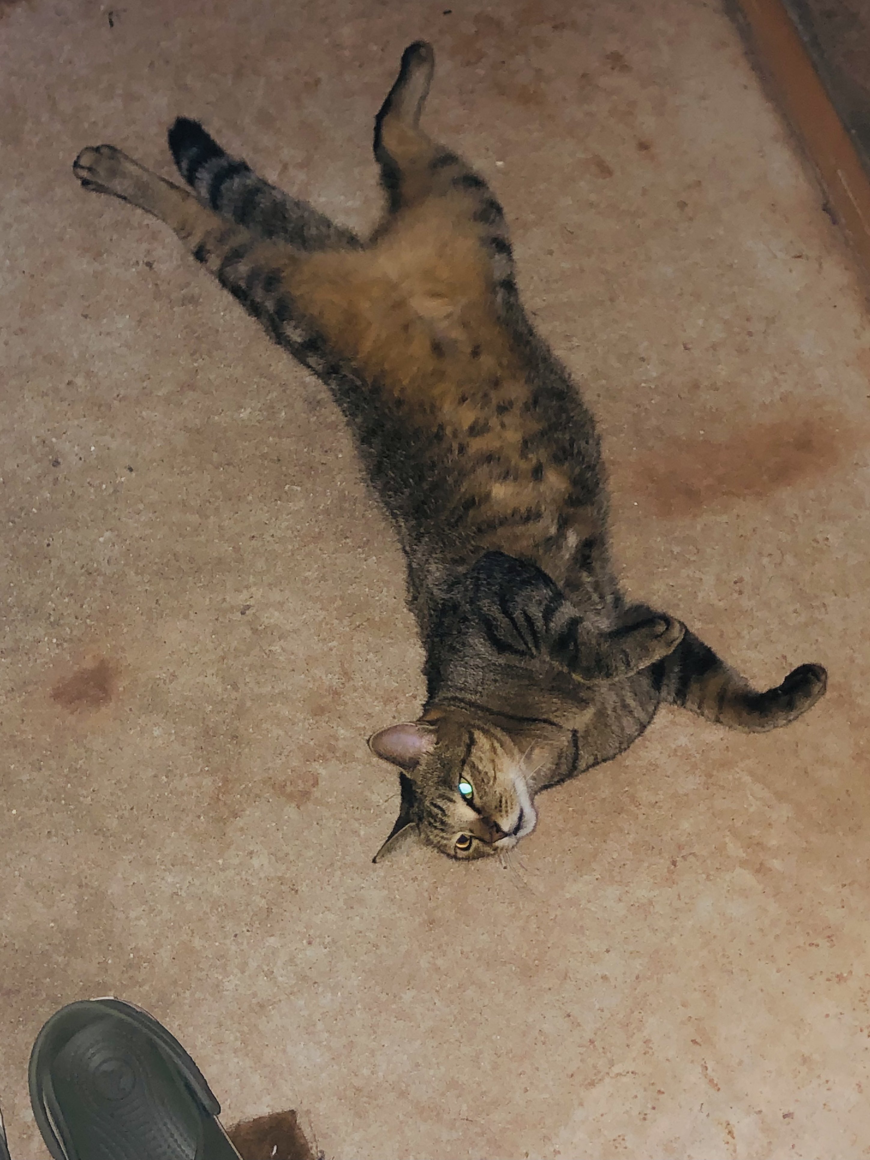 かこ♡リピーター様リクエスト　特大猫様 Good Bye🥲」 ㅤㅤ 今回素敵な動画を提供してくださったのは