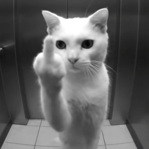 MisoB2000's tweet photo. The trend that took over the world, AI Animals Emoting. Most of them put up a middle finger, some of them a peace sign, others make a funny face.

We've all seen it and we all fuck with the videos.

$Emote - Animal Emote

https://t.co/uCIetHfnUv https://t.co/eBeNzy9Stk