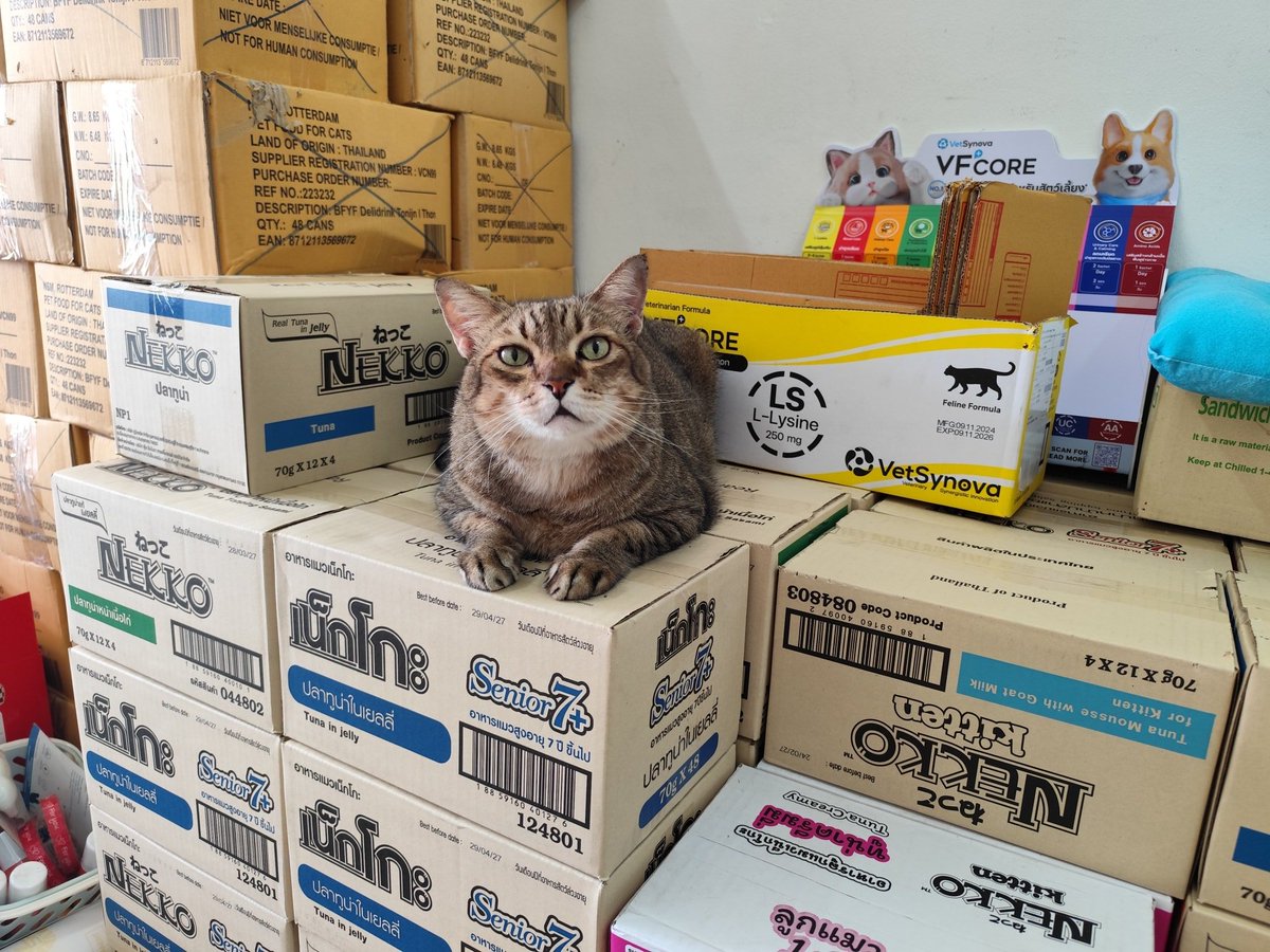 CatWorkers's tweet photo. Well stocked. 

📸 Indy cat shop https://t.co/SGNA3aVqkt