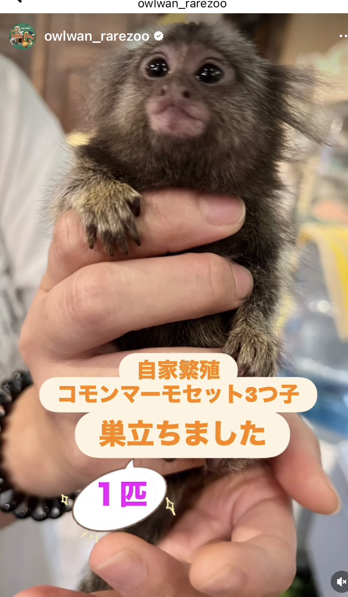 ミルモでポコ！ミニミニミルモ 強敵編 全種 レア ワルモ まとめ PS]わがまま☆フェアリー ミルモでポン! ミルモの魔法学校