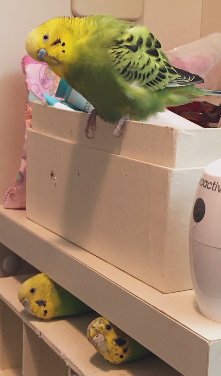 #鳥はあなたを見ています 
秘蔵のお写真があるんです…
3人家族みんなこっちを見てる！！☺️