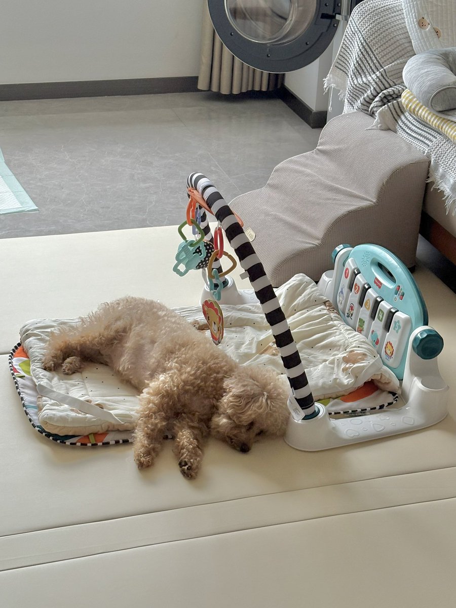 OL06664513's tweet photo. 題：サラン🐶の嫉妬※全部息子用です👶🏻 https://t.co/Le7fWmCSlk