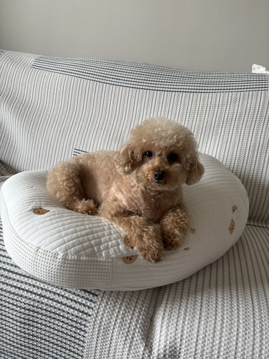 OL06664513's tweet photo. 題：サラン🐶の嫉妬※全部息子用です👶🏻 https://t.co/Le7fWmCSlk