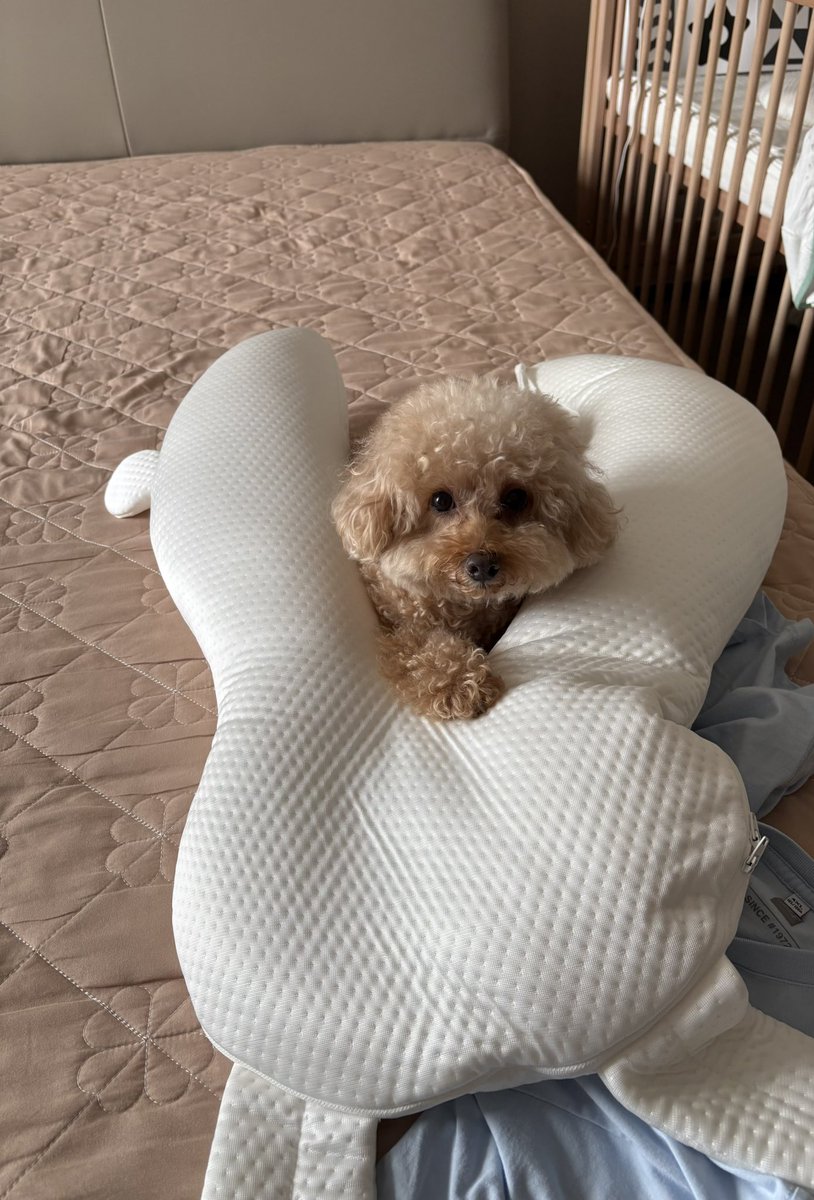 OL06664513's tweet photo. 題：サラン🐶の嫉妬※全部息子用です👶🏻 https://t.co/Le7fWmCSlk