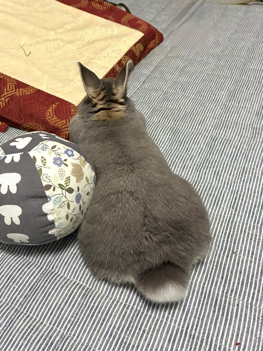 くびれおちりむっちり。
（どういう骨格してたらこんなにいろんな形に七変化できるのか、不思議でたまらないけど、それがうさぎ😅）