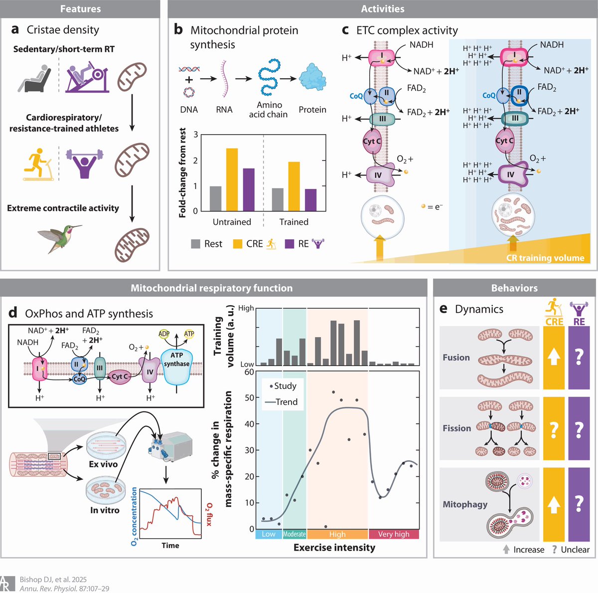 Exercise as Mitochondrial Medicine: How Does the Exercise Prescription Affect Mitochondrial Adaptations to Training?
annualreviews.org/content/journa…
