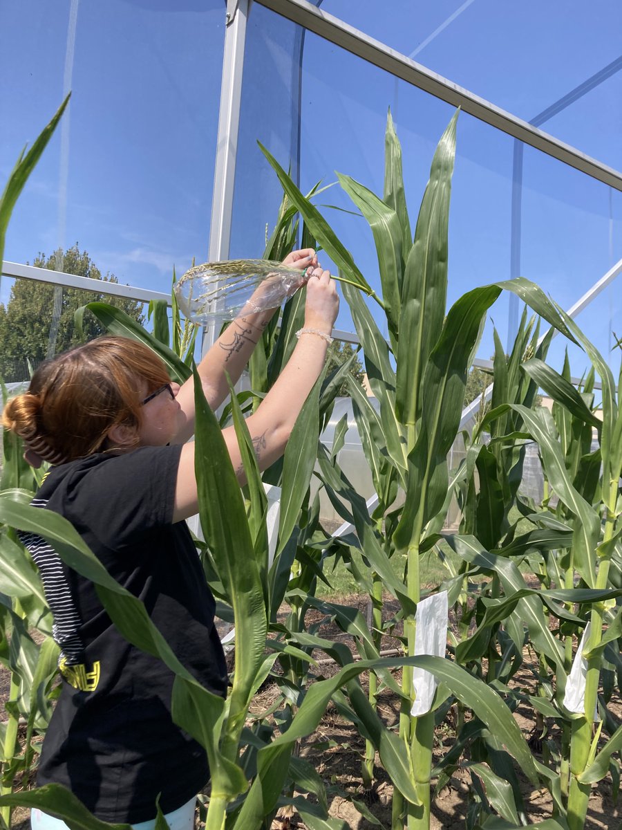 Plant B chromosome biology research group (IEB) tweet media