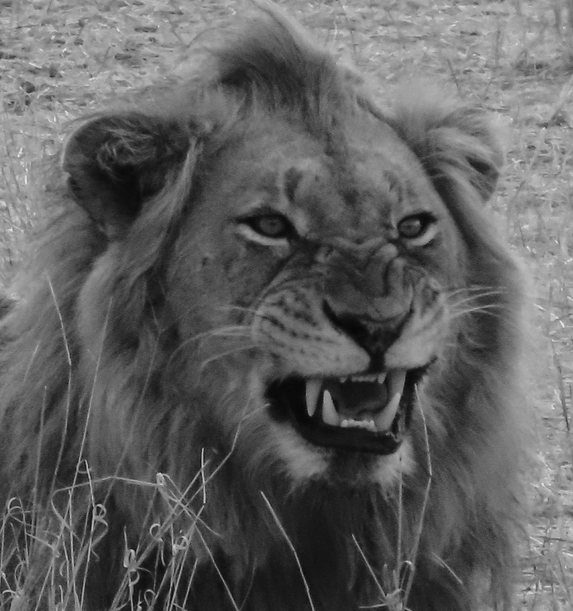 Op 5 meter voor de auto. Zo mooi en ook best spannend.