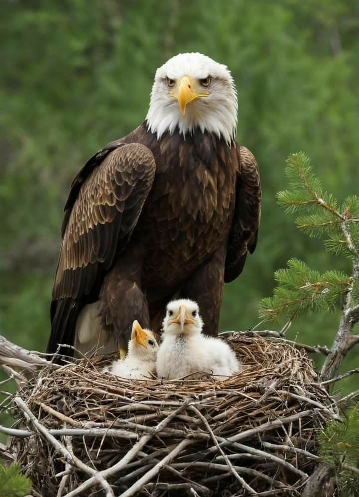 NovaLuna312189's tweet image. 