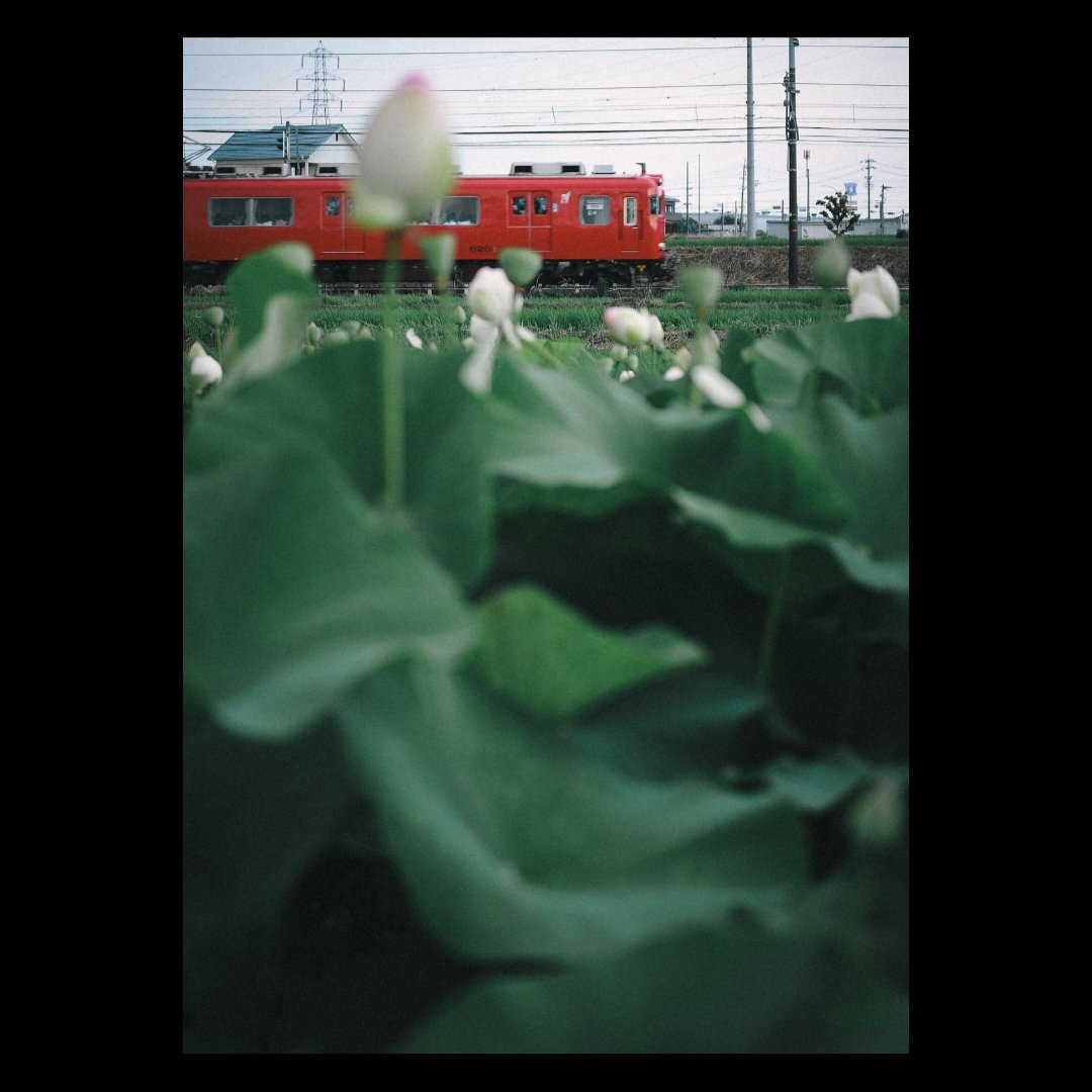 千秋公園の蓮の花を見て、そういえば彼らの新盆だなと気付きました。